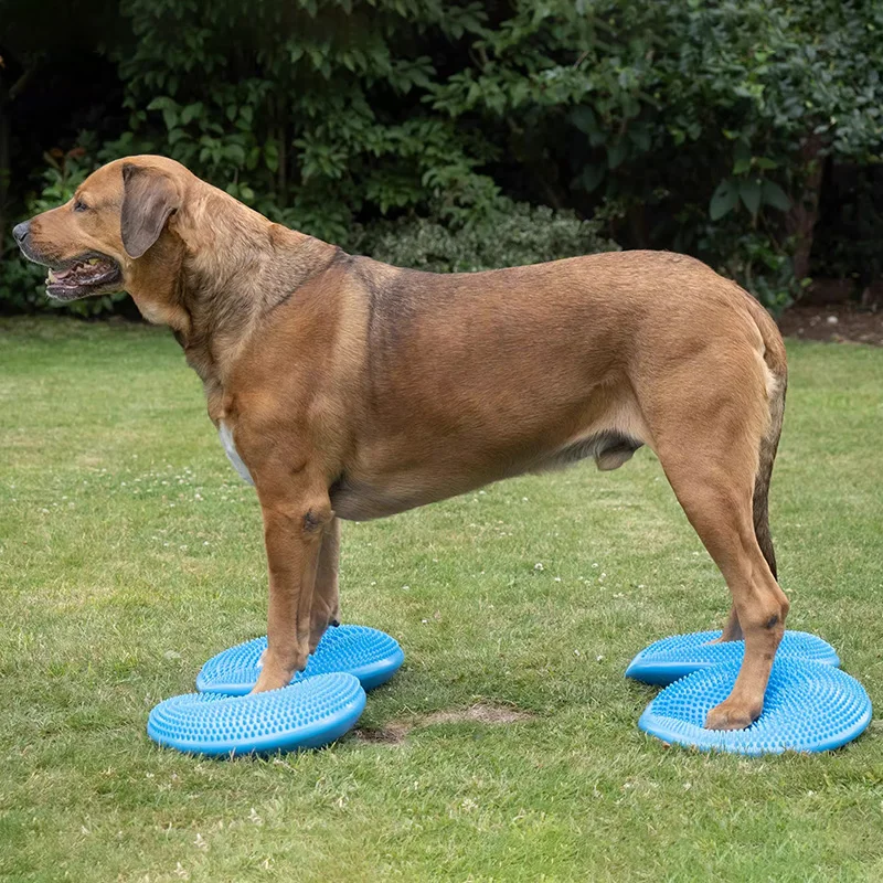 Тренировочное средство для соб – обзор и цена Flying Disc Dog Training Toy