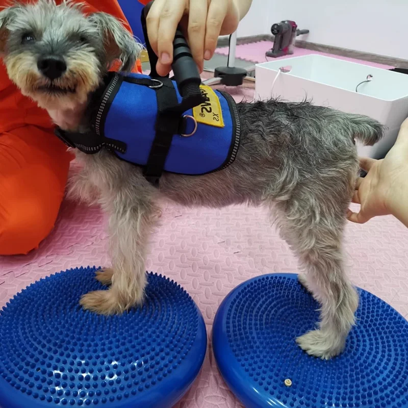 Тренировочное средство для соб – обзор и цена Flying Disc Dog Training Toy
