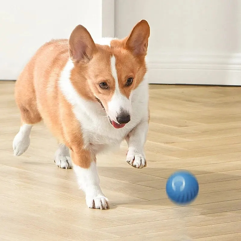 Интерактивная электрическая иг – обзор и цена Automatic Moving Dog Ball
