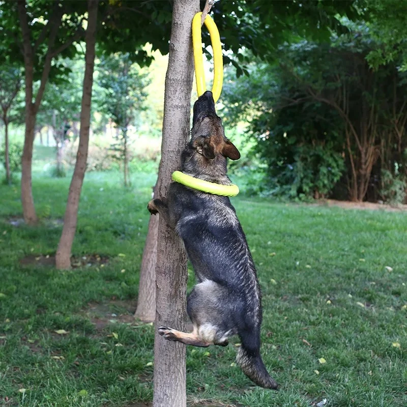 Игрушки для собак: летающие ди – обзор и цена Flying Disc Dog Training Toy