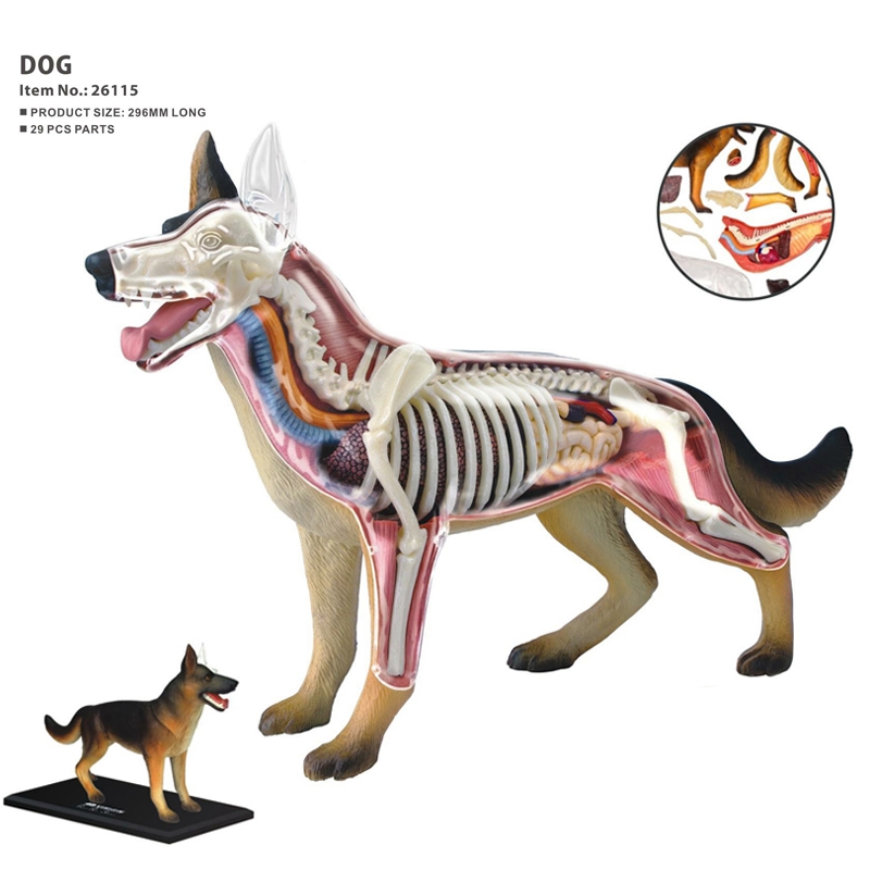 Анатомическая модель органов ж – обзор и цена Dog Toys