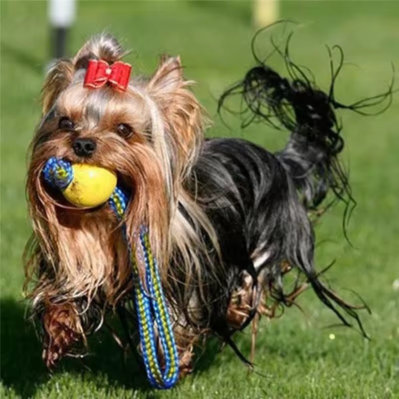 1 шт. Неразрушимая резиновая и – обзор и цена Indestructible Dog Chew Toy