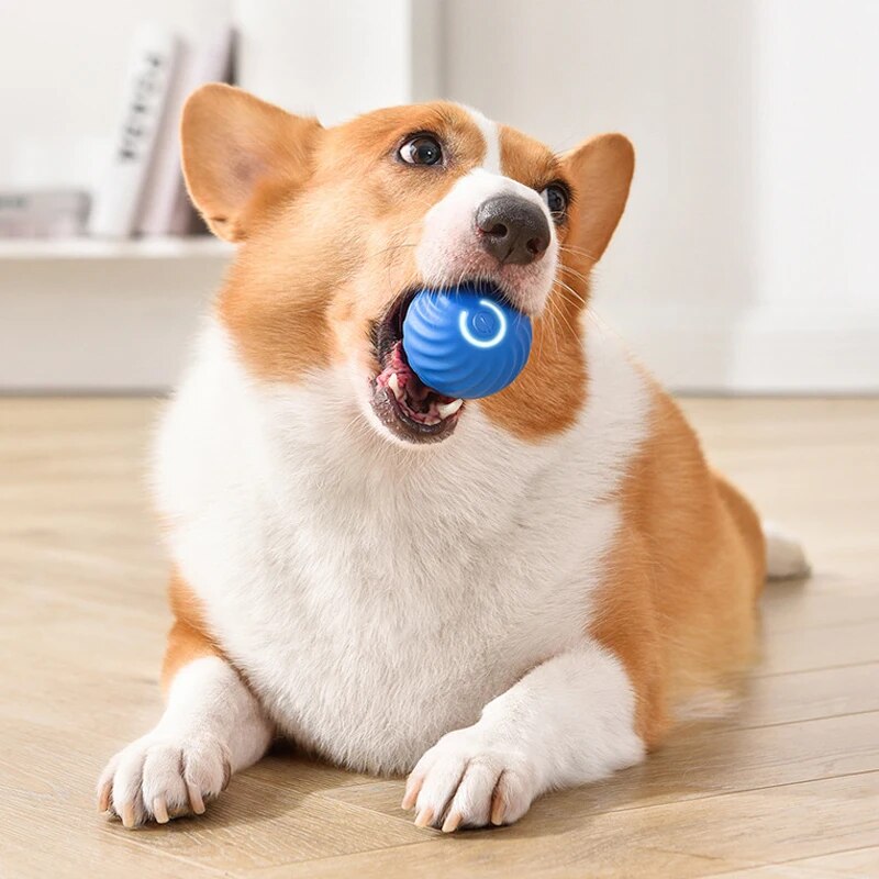 Игрушки для собак, интеллектуа – обзор и цена Suction Cup Dog Tug Toy